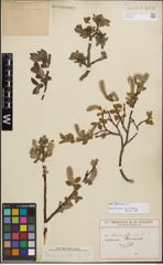 Foto von Salix glauca L.
